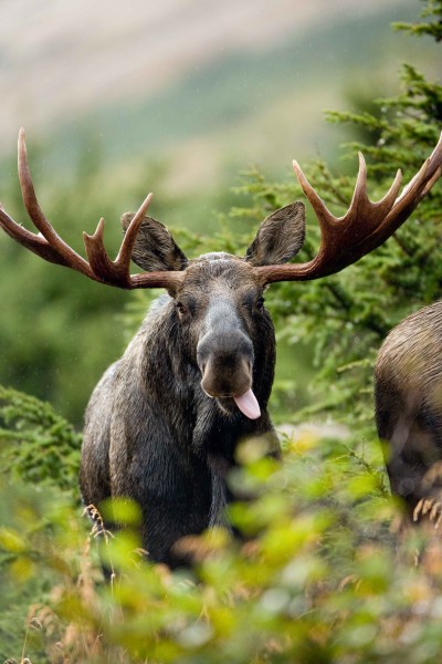 Close up shot of bull moose
