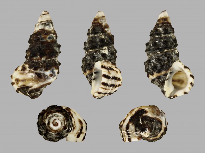 Clypeomorus pellucida 01