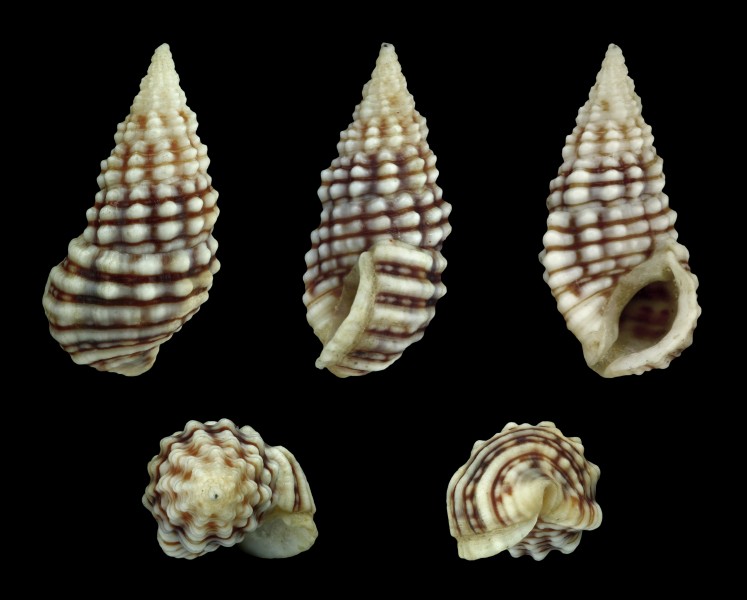 Clypeomorus persica 01