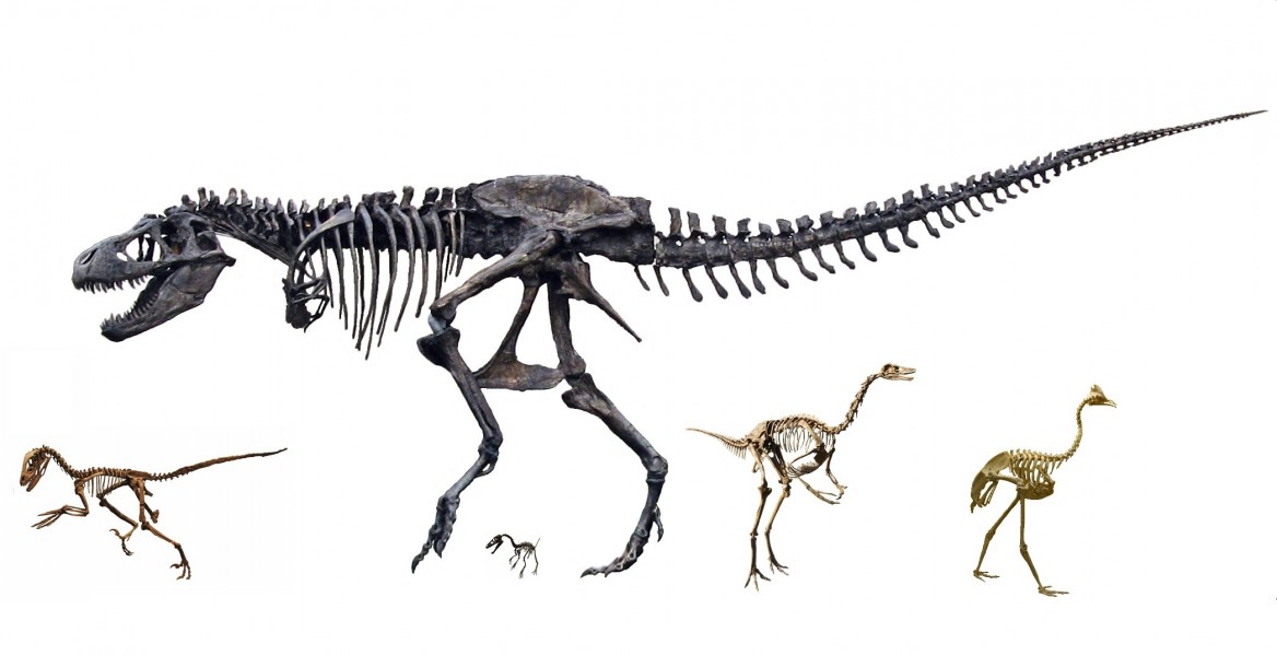 Coelurosauria skeletons