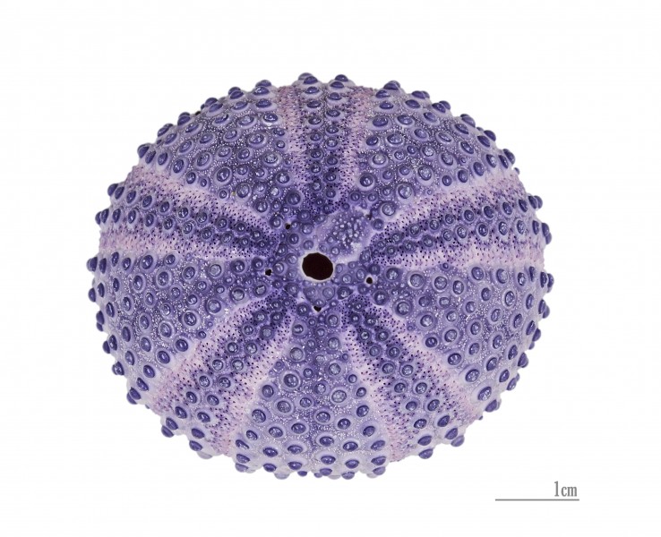 Colobocentrotus atratus MHNT Bali Test dos
