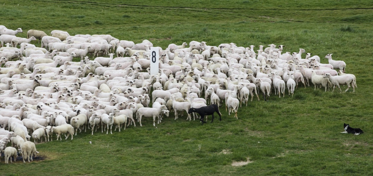 Cologne Germany Flock-of-sheep-01