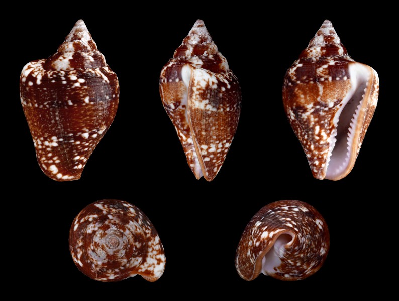 Columbella adansoni 01