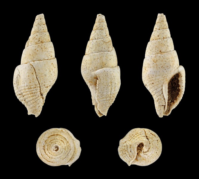 Columbella turonensis 01