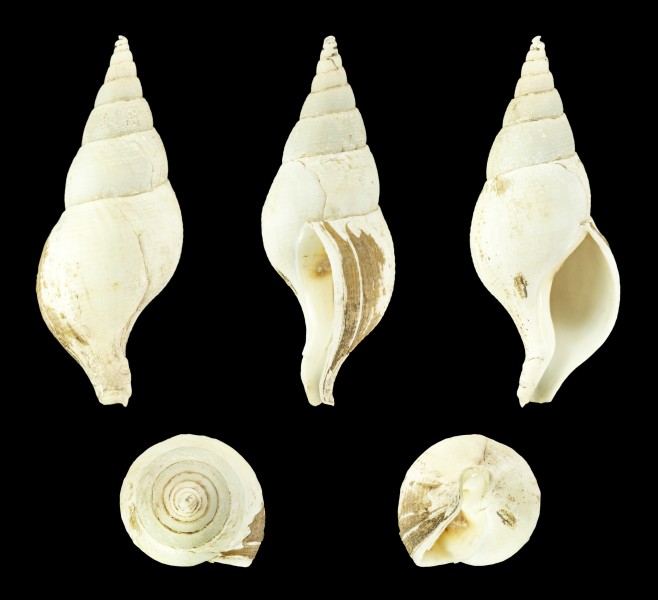 Colus gracilis 01
