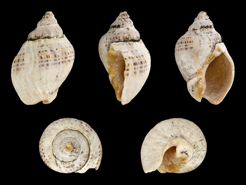 Cominella adspersa 01