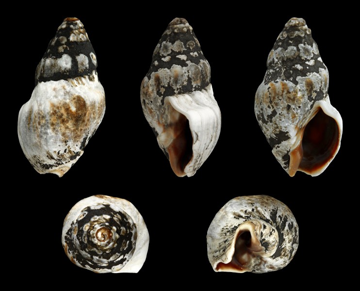 Cominella glandiformis 01