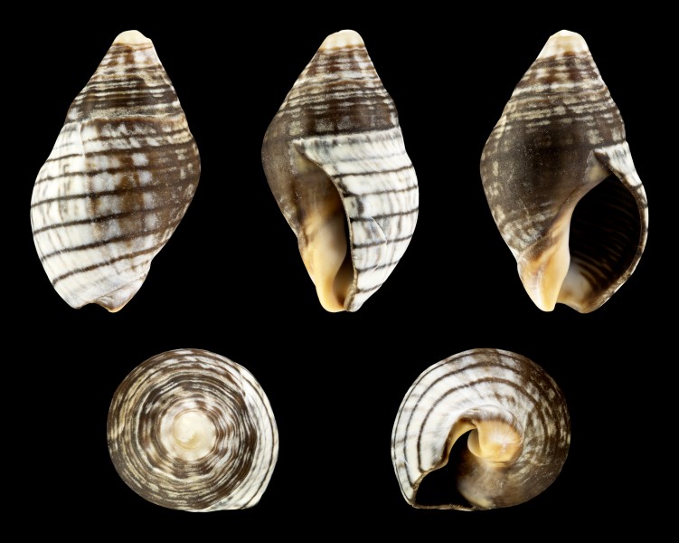 Cominella virgata 01