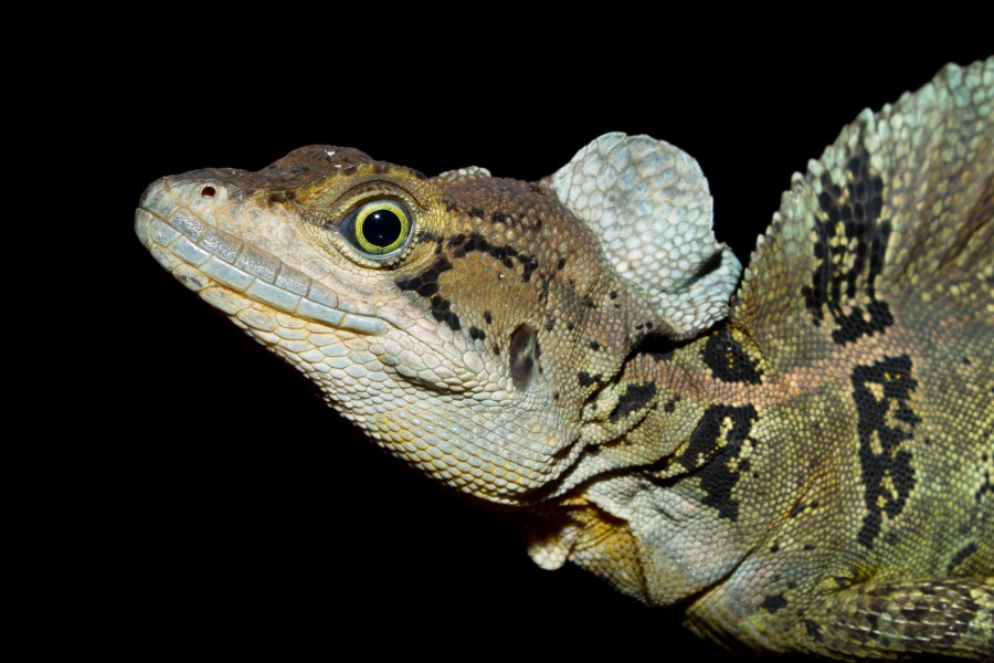 Common Basilisk (Basiliscus basiliscus)