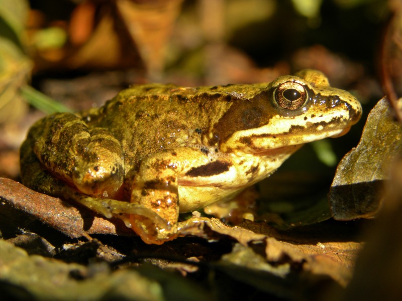 Common Frog (1)