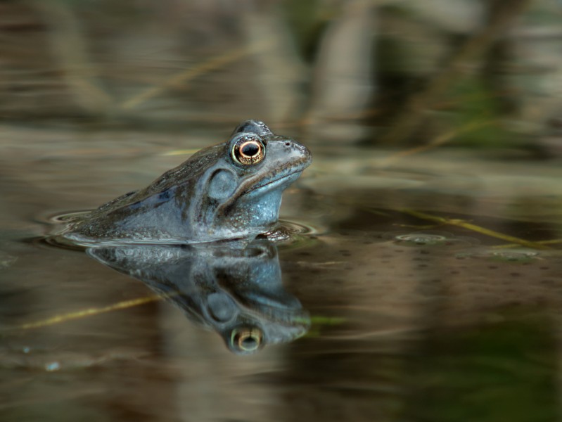 Common frog (Rana temporaria), Parc du Rouge-Cloître, Brussels (8653674192)