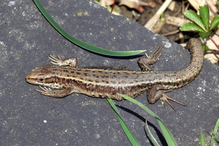 Common lizard (Zootoca vivipara)
