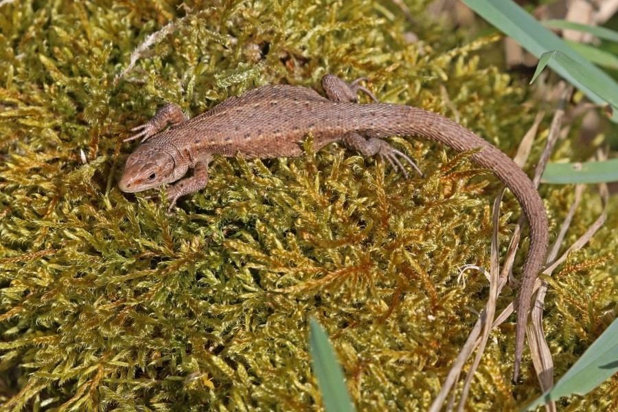 Common lizard (Zootoca vivipara) juvenile