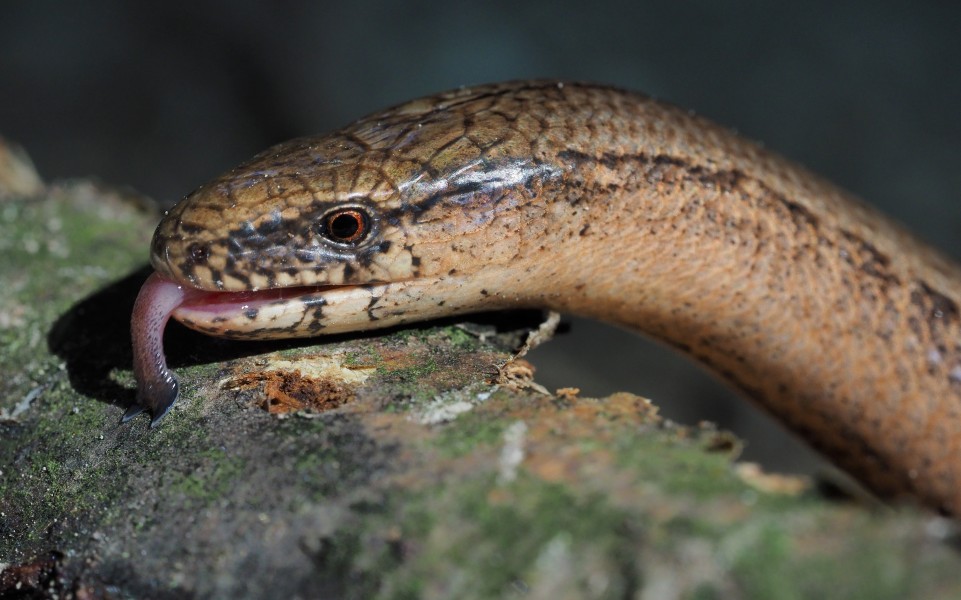 Common slowworm (Anguis fragilis)