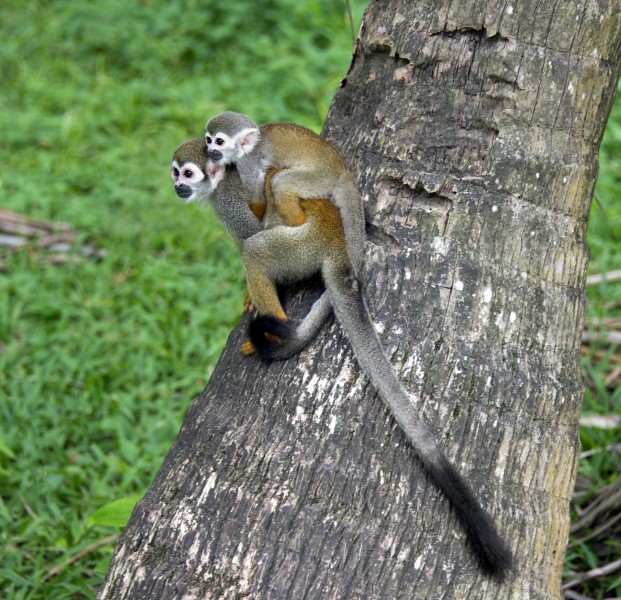 Common squirrel monkey Saimiri sciureus îlet la Mère French Guiana 2013