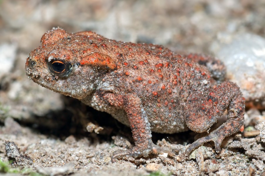 Common Toad - young (aka)