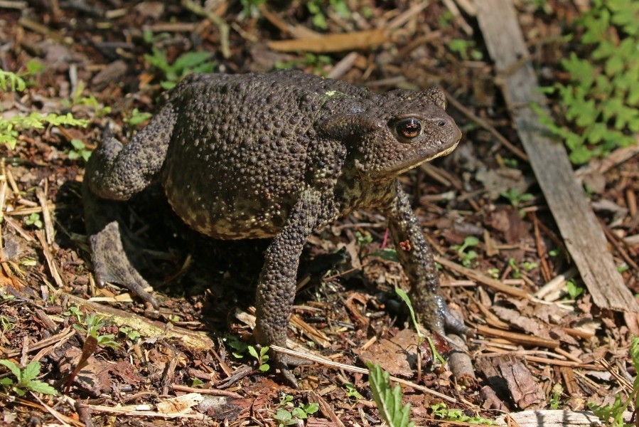 Common toad (Bufo bufo) Kampinos