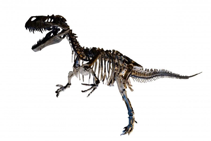 Complete skeleton of Torvosaurus white background