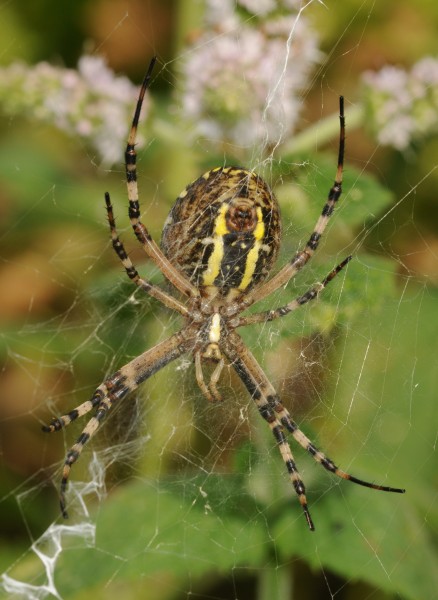 ComputerHotline - Argiope bruennichi (by) (1)