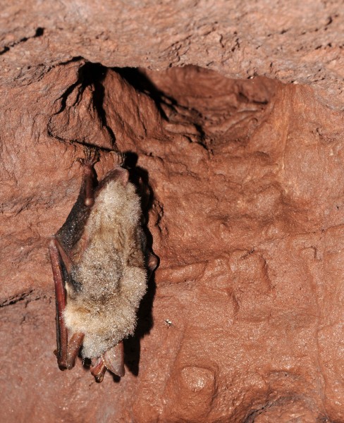 Chiroptera sp. (by) (3)