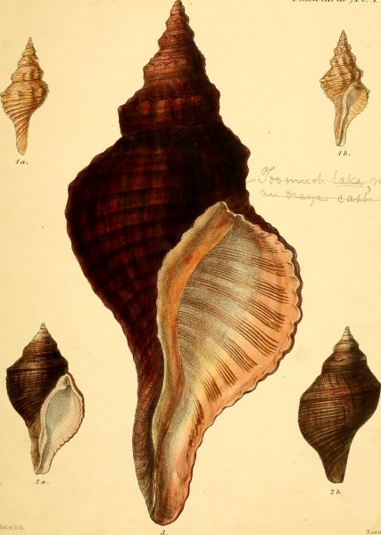 Conchologia iconica, or, Illustrations of the shells of molluscous animals (1843-1878) (20490696798)