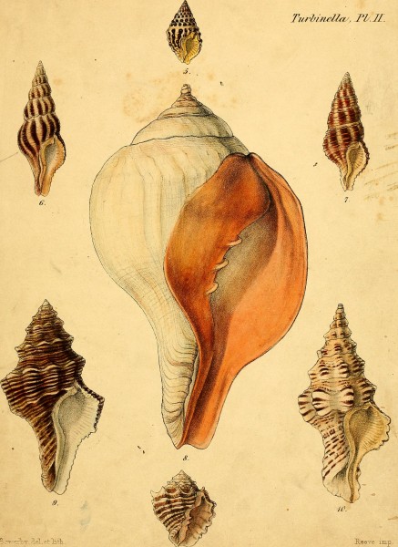 Conchologia iconica, or, Illustrations of the shells of molluscous animals (1843-1878) (20491862509)