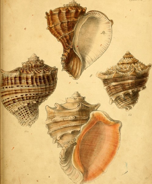 Conchologia iconica, or, Illustrations of the shells of molluscous animals (1843-1878) (20678578505)