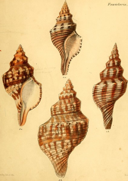 Conchologia iconica, or, Illustrations of the shells of molluscous animals (1843-1878) (20678725305)