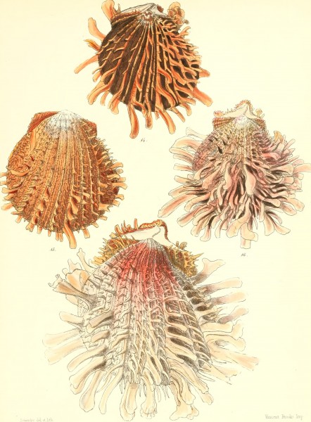 Conchologia iconica, or, Illustrations of the shells of molluscous animals (1843-1878) (20684617861)