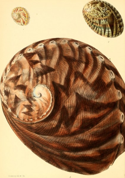 Conchologia iconica, or, Illustrations of the shells of molluscous animals (1843) (20490027330)