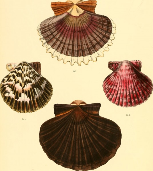 Conchologia iconica, or, Illustrations of the shells of molluscous animals (1855) (20489853700)