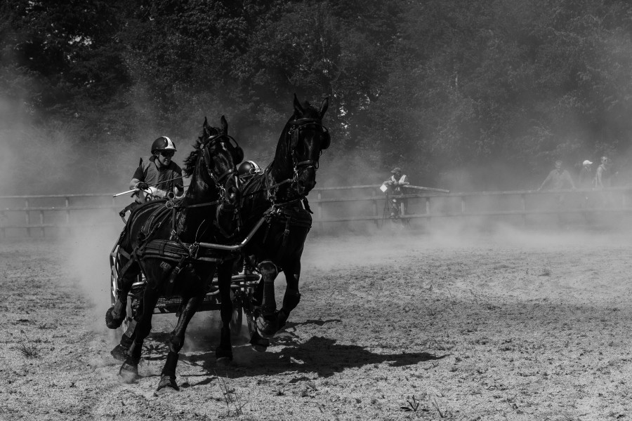Concours national d'attelage élite Rennes 2014-3