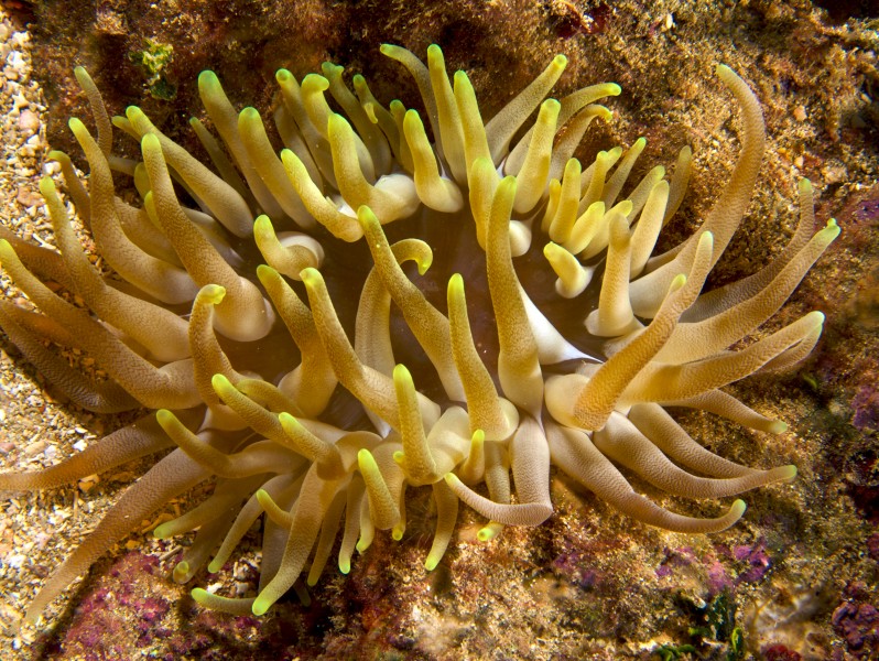 Condylactis gigantea (Giant Anemone-yellow tip variation)
