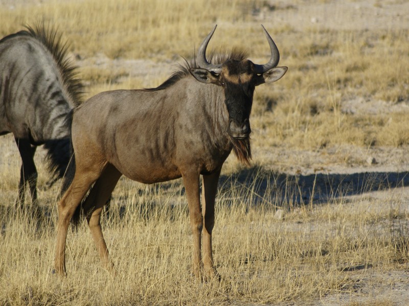 Connochaetes taurinus