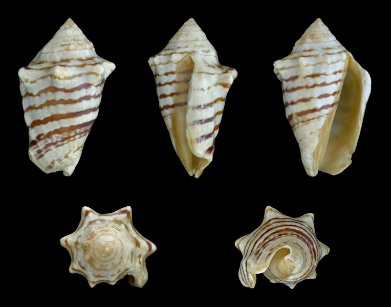 Conomurex fasciatus 01