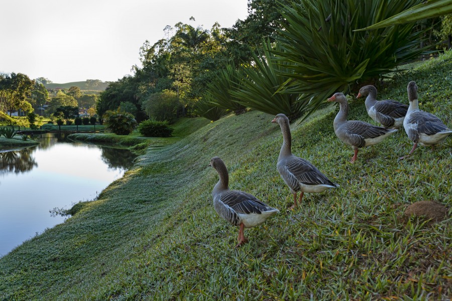 Conservatória - lago com gansos, Rio de Janeiro