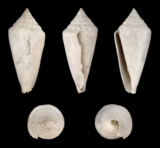 Contraconus adversarius 01