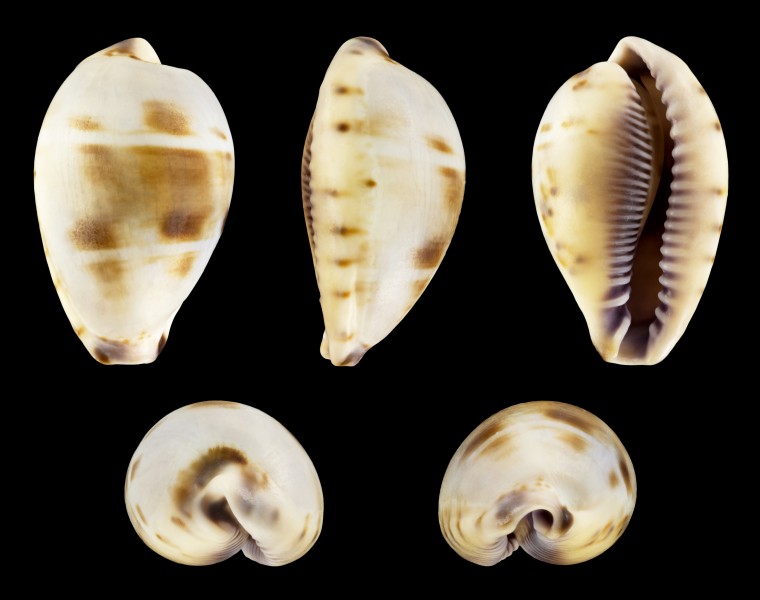 Contradusta walkeri surabajensis 01