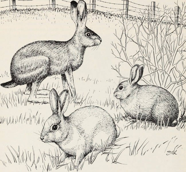 Control of field rodents in California (1949) (20692121555)
