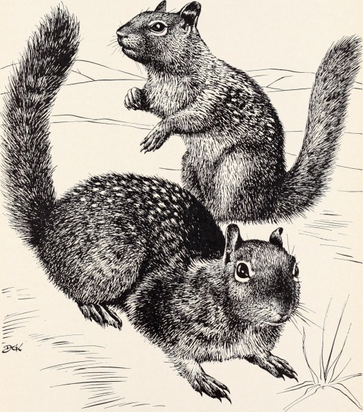 Controlling field rodents in California (1958) (20698677301)