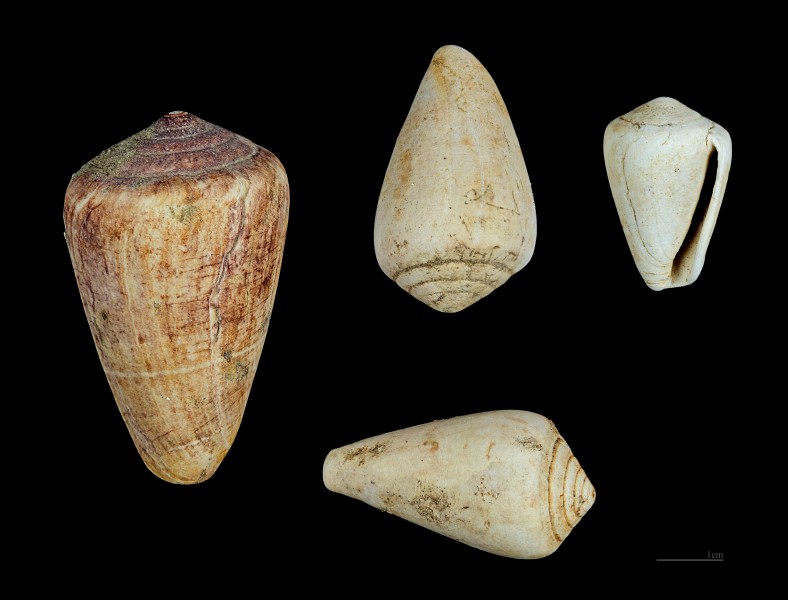 Conus benoisti MHNT PAL 2013 0 495 5 Noulet Cabanes (Dax)
