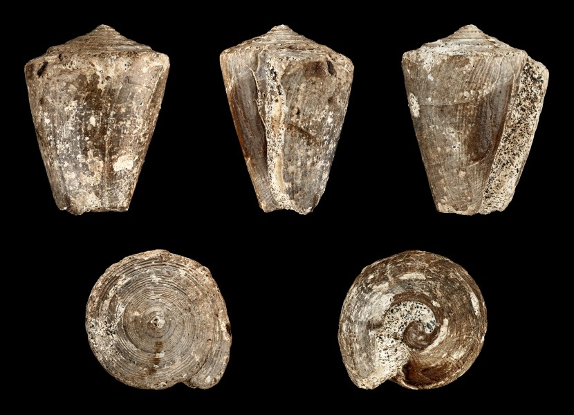 Conus helveticus 01