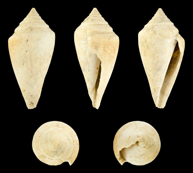 Conus striatulus 01