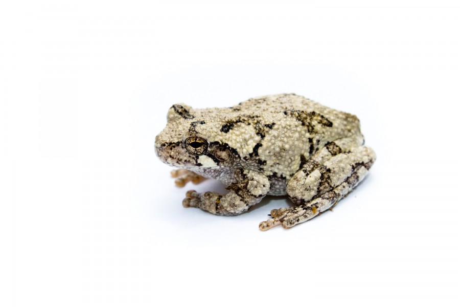 Copes Grey Treefrog
