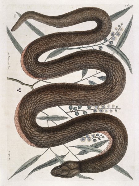 Copper-belly snake with Ilathera bark, 1731 Wellcome L0035352