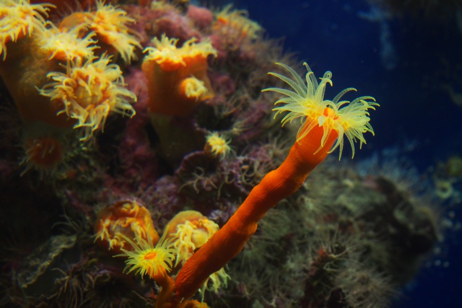 Coral reef... South end of my area (14119222631)