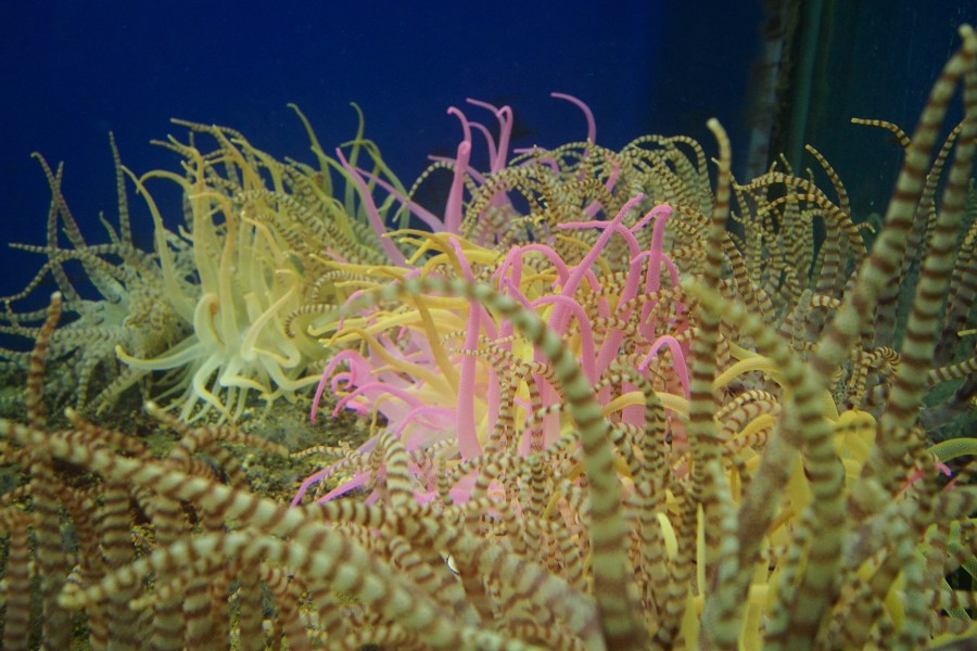 Coral reef... South end of my area (14119223101)