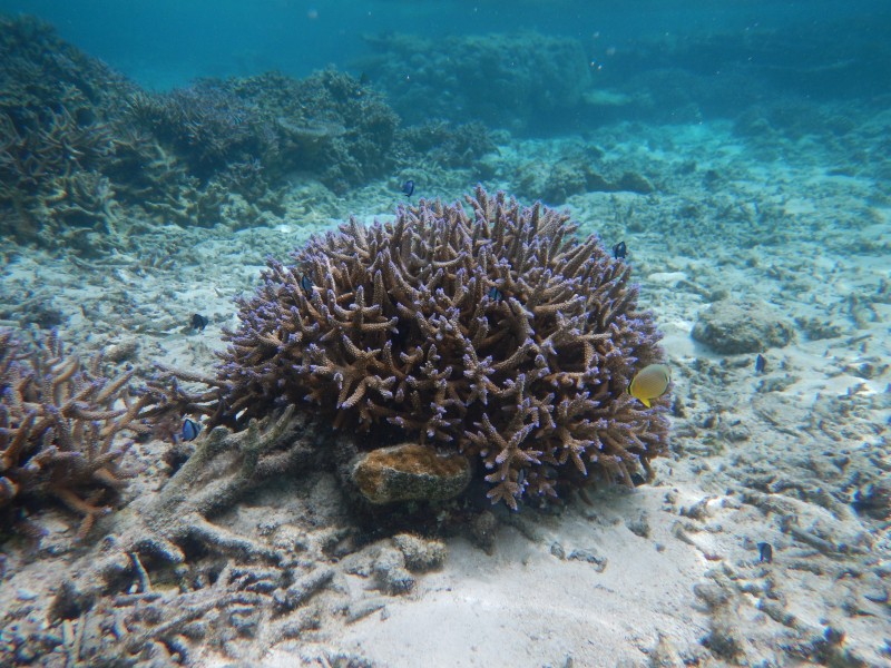 Coral reefs, Falealupo beach, Savai'i, Samoa (1) - August 2016