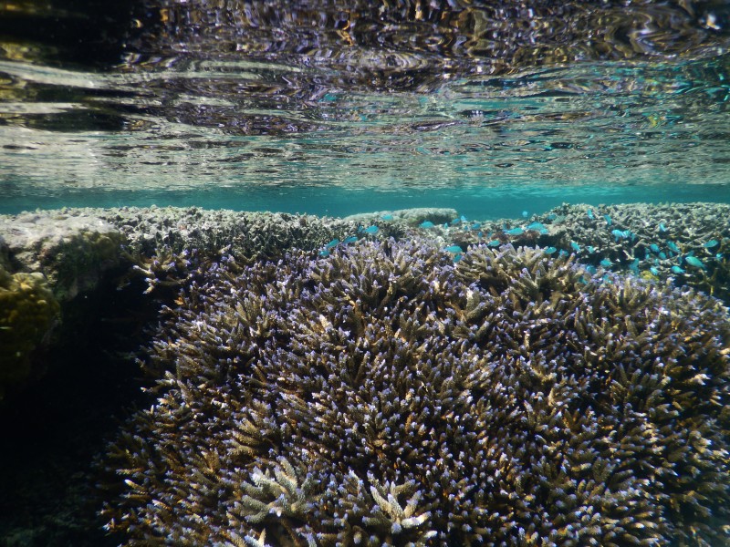 Coral reefs, Falealupo beach, Savai'i, Samoa (6) - August 2016
