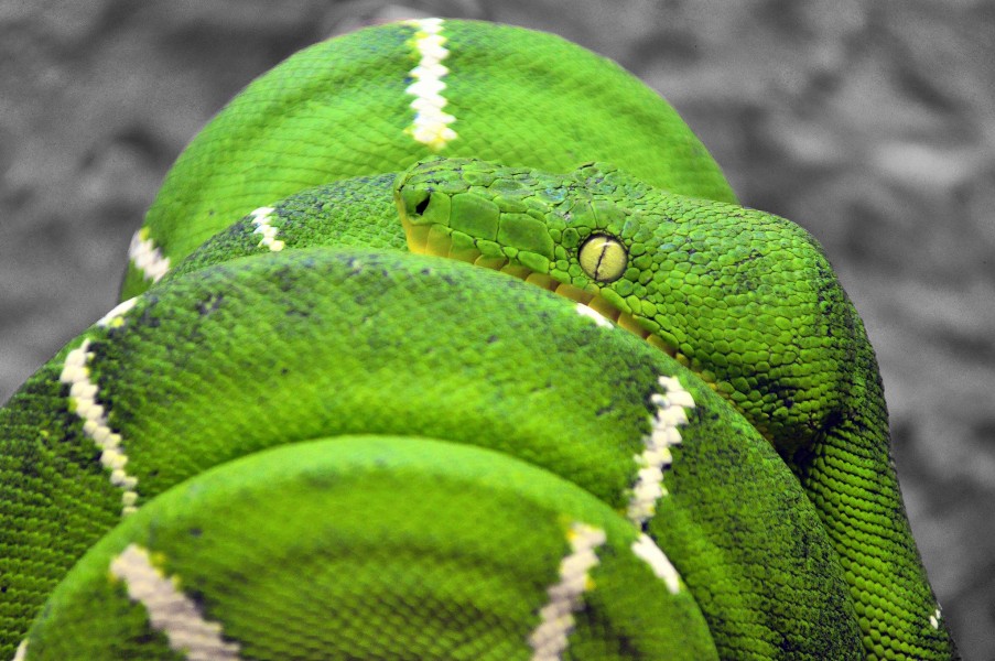 Corallus caninus - Weimar Meneses (7188690809)
